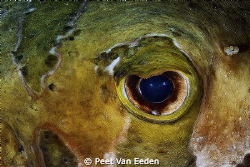 The eye of a shortspine porcupinefish by Peet Van Eeden 
